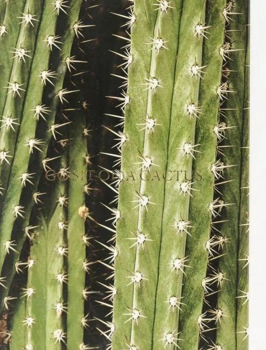 KARE Design Wanddecoratie | Kasten<Fotolijst Cactus 45x33cm